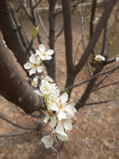 春天到了，花都开了。