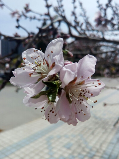 春天到了，花都开了。