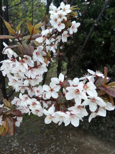 春天到了，花都开了。