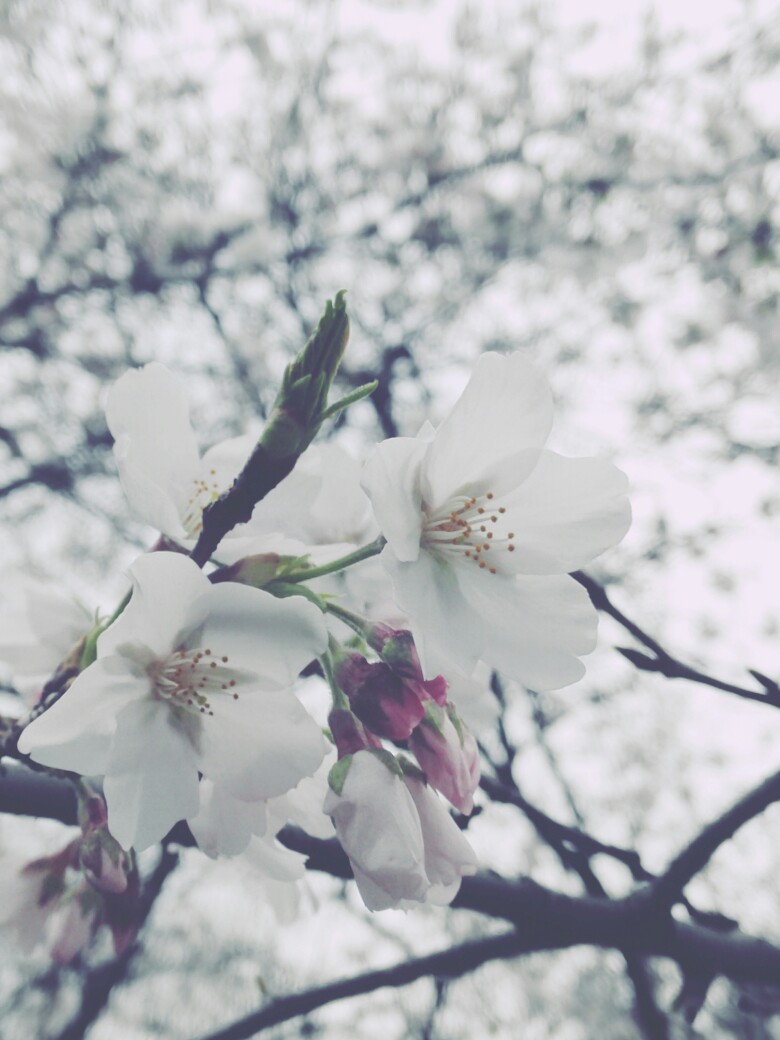 武大阴天花初露·丽花