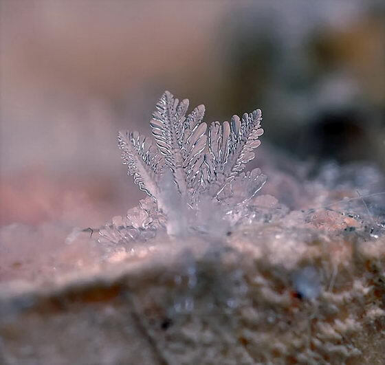 雪花❉