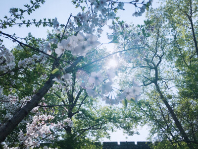 明城墙下樱花缤纷 最是樱花殇 盛极零落只一风