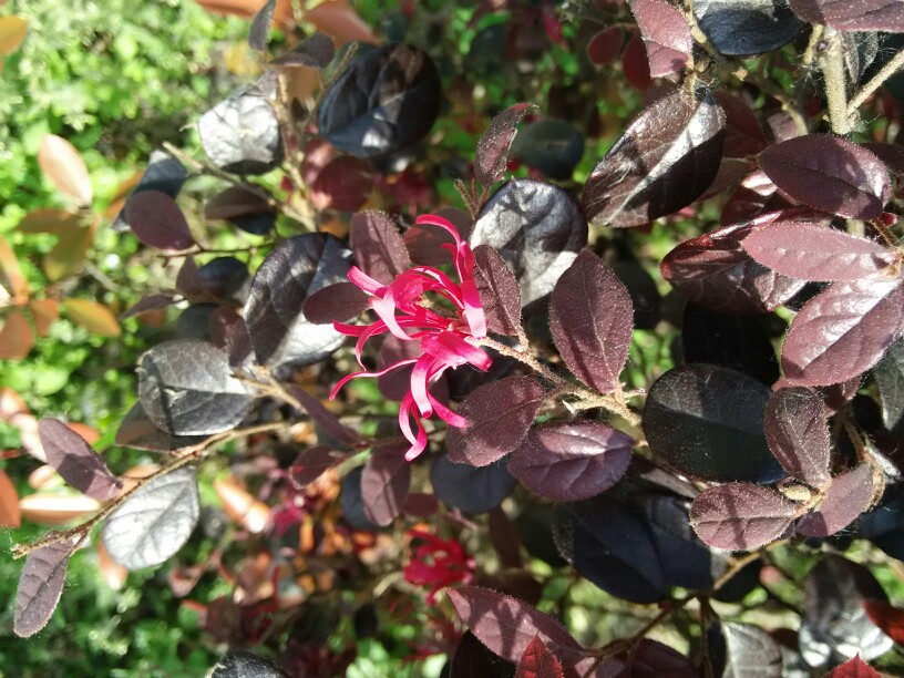 红花檵木
别名:红继木、红梽木、红桎木、红檵花、红梽花、红桎花、红花继木