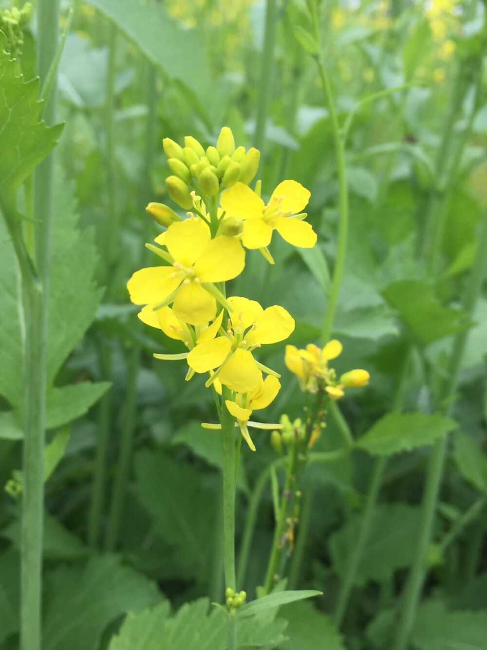 油菜花