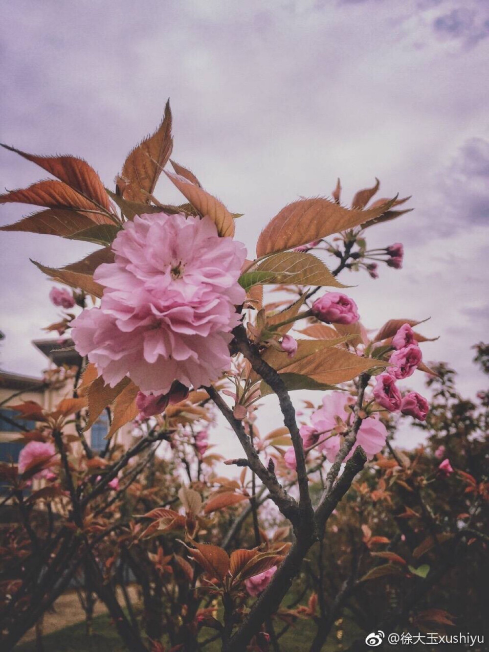 樱花