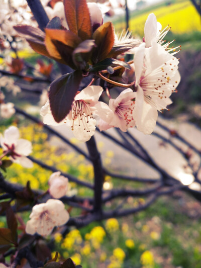 桃桃桃花~