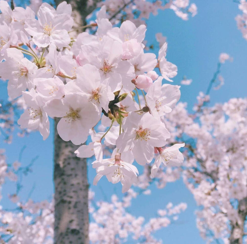 樱花