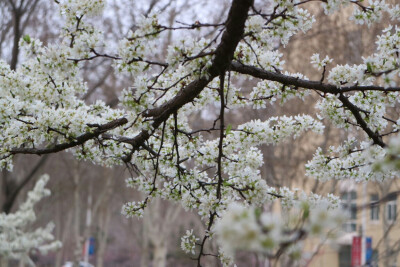 花季