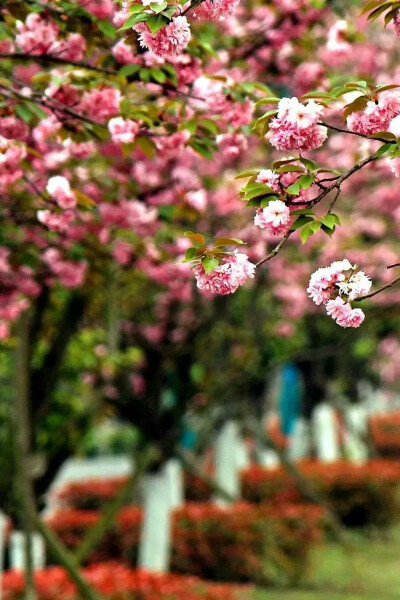 繁花落尽