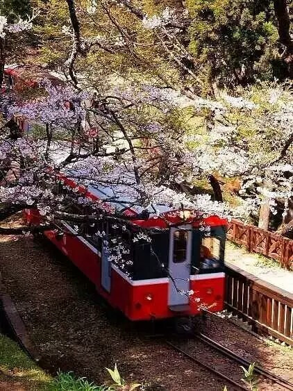 繁花落尽