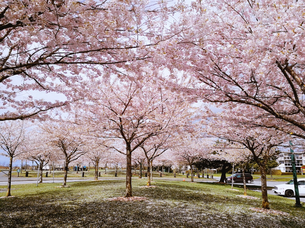 花樱大道