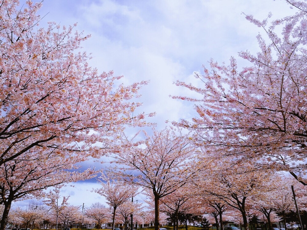 花海