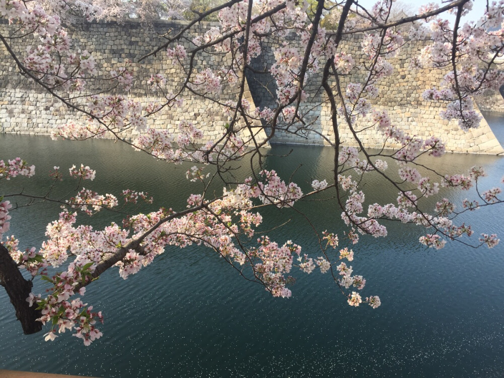 风扬起时繁花落尽