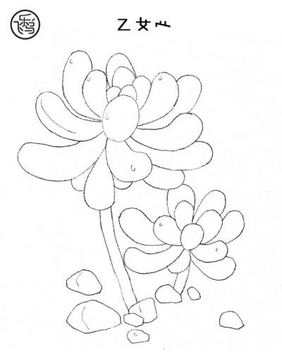 #手绘素材# 【多肉线稿】素材来自飞乐鸟出版的《水彩多肉绘》，建议用彩铅或水彩画练习哦~ ​​​