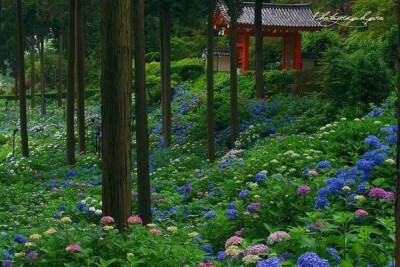 何年植向仙坛上 早晚移栽到梵家