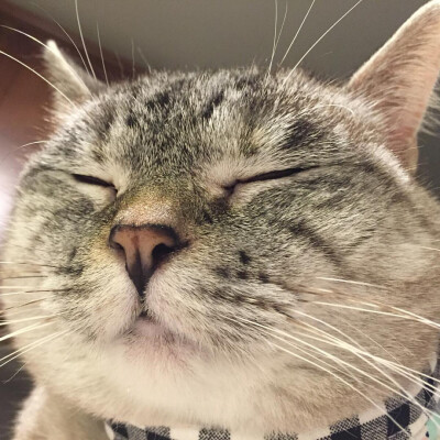 美国ins网红猫Nala