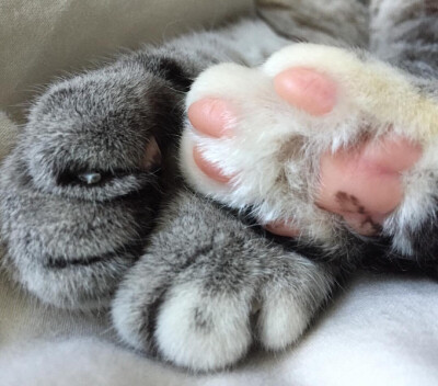 美国ins网红猫Nala
