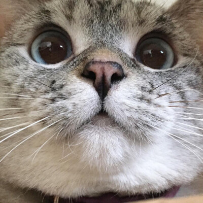 美国ins网红猫Nala