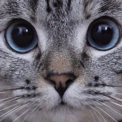 美国ins网红猫Nala