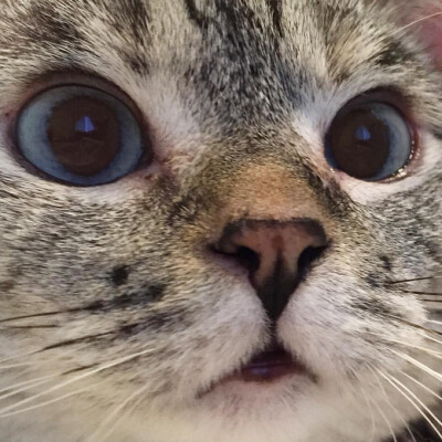 美国ins网红猫Nala
