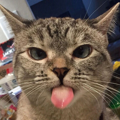 美国ins网红猫Nala
