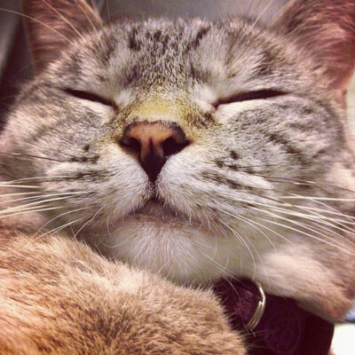 美国ins网红猫Nala