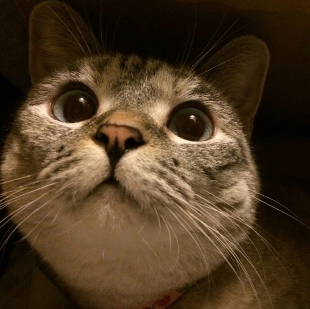 美国ins网红猫Nala
