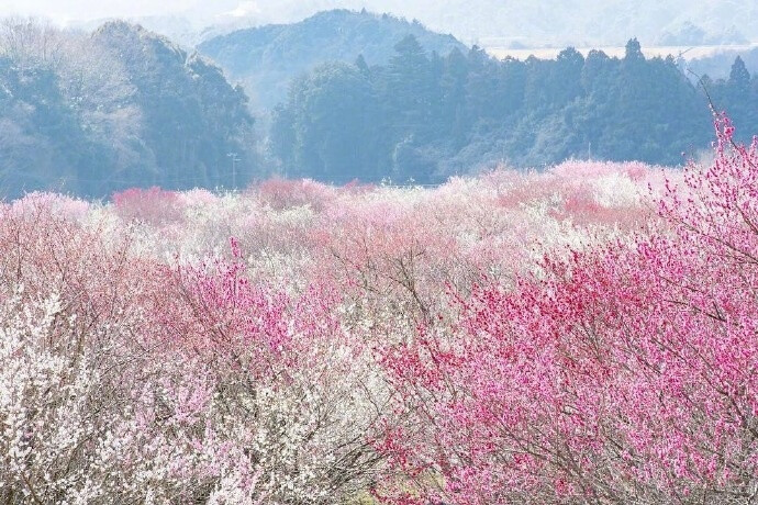 日本梅林公园 