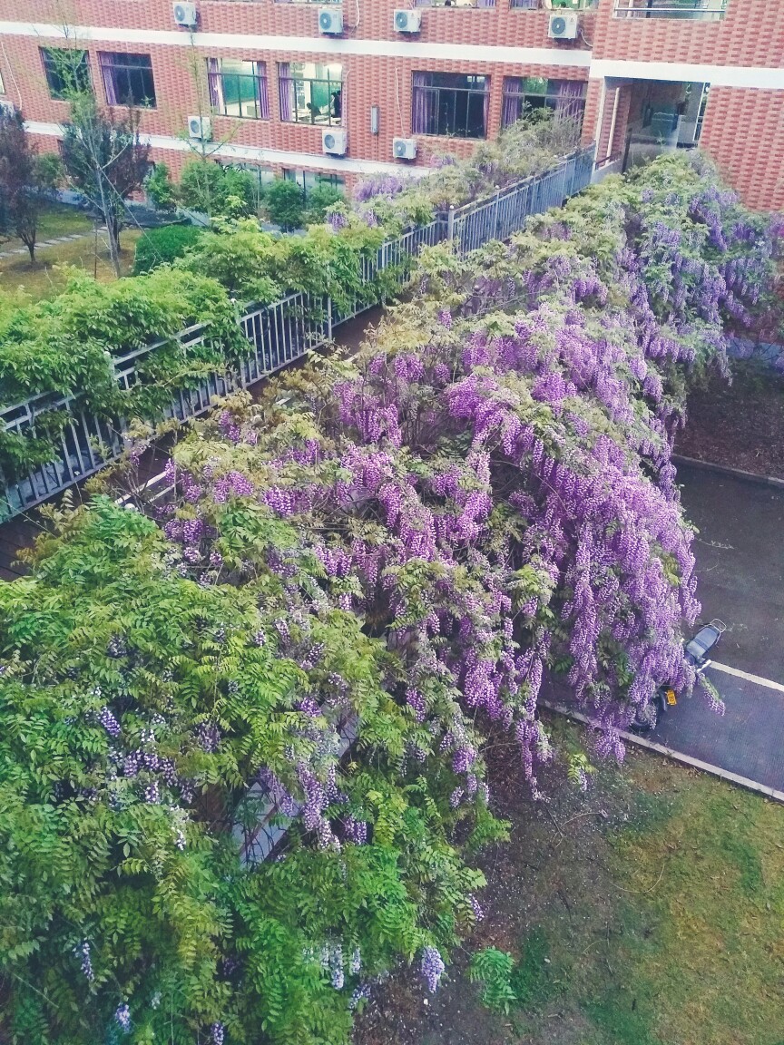 紫藤萝瀑布学校图片