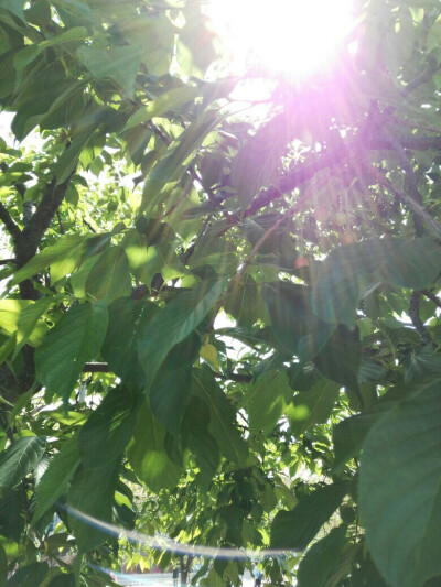 #上海辰山植物园# 阳光正好，小樱桃初挂枝头