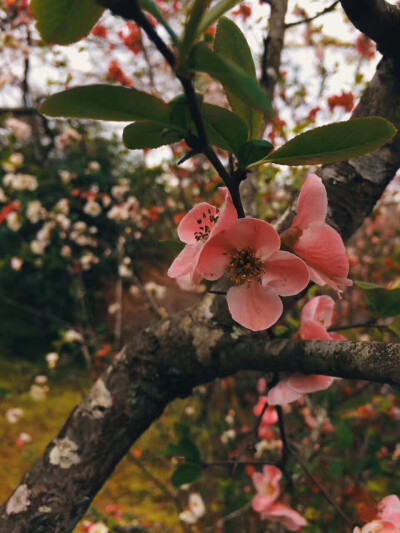 梅花