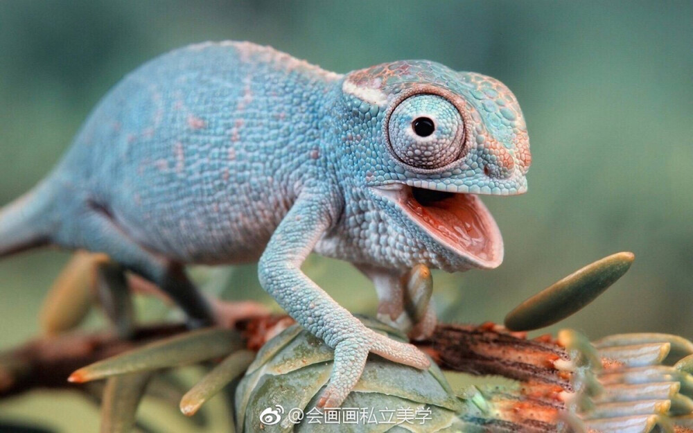 变色龙