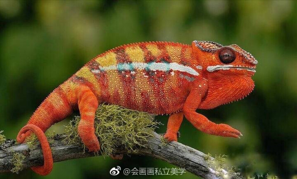 变色龙