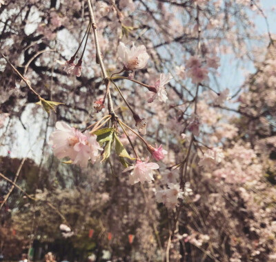 人面桃花相映红