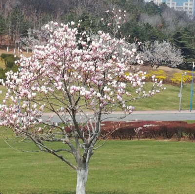 三生桃花缘