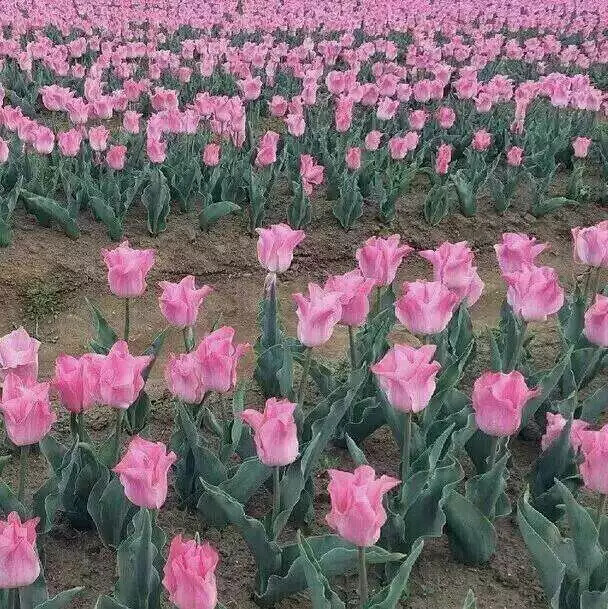 最难抵挡耳边的风眼底的月是人都难免。最难消解昨夜长风当时明月此事古难全。 ​​​