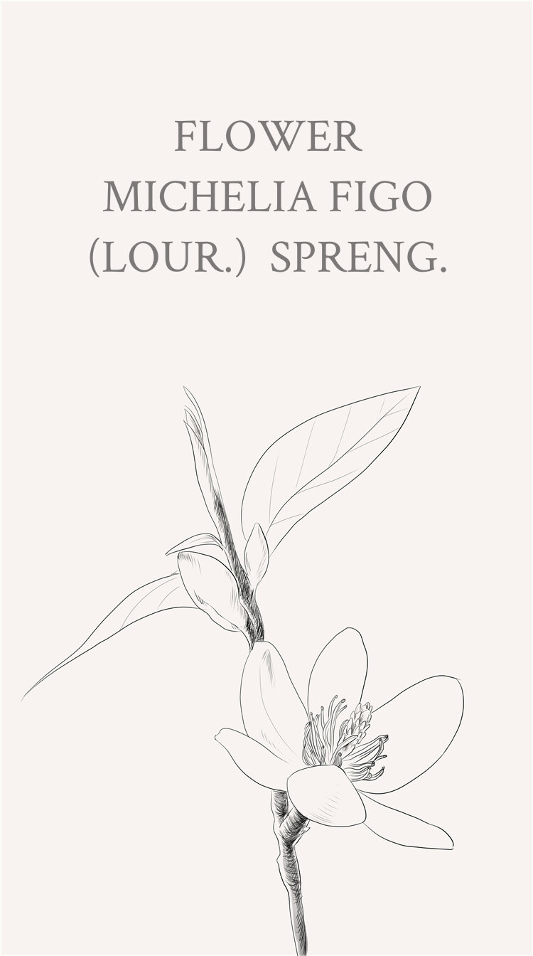 含笑花，拉丁文名：Michelia figo （Lour.）Spreng。因为含笑花的花开而不放，似笑而不语这个特性，所以花语代表矜持、含蓄、美丽、庄重、纯洁、高洁。 