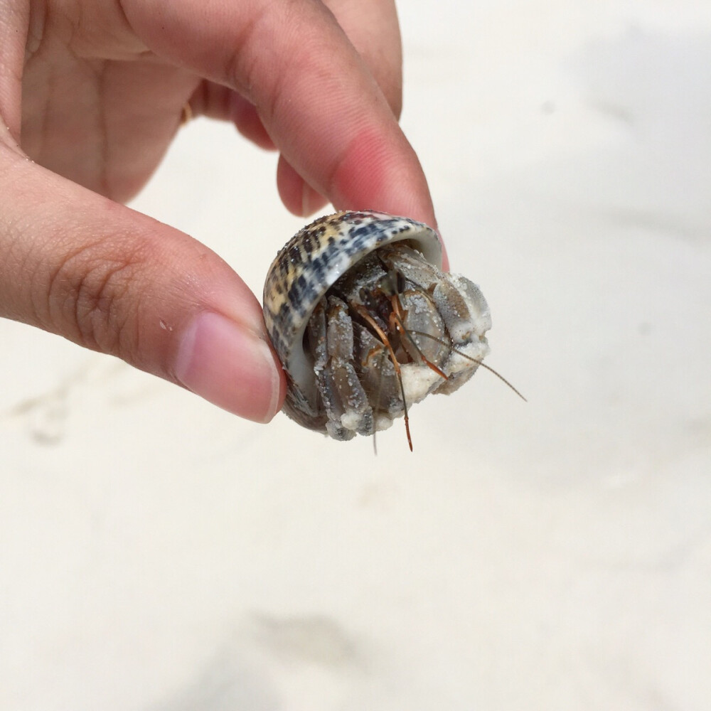 海滩上遇到的寄居蟹 超级呆萌 没有带走 放生了 斯米兰岛上任何东西都不能带走的