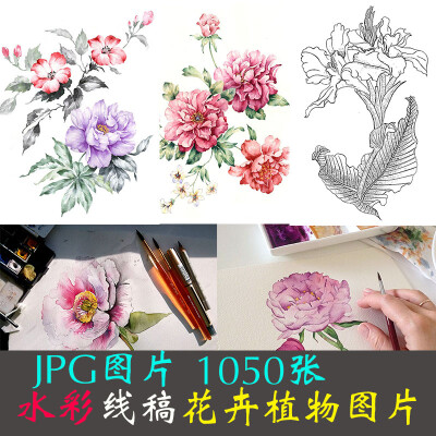 复古花卉植物线稿花草树木水彩画漫画绘画手绘素描临摹素材9