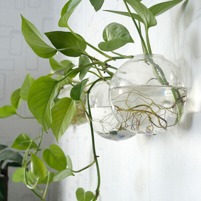 创意玻璃花瓶透明客厅简约现代壁挂富贵竹风信子绿萝水培花瓶装饰