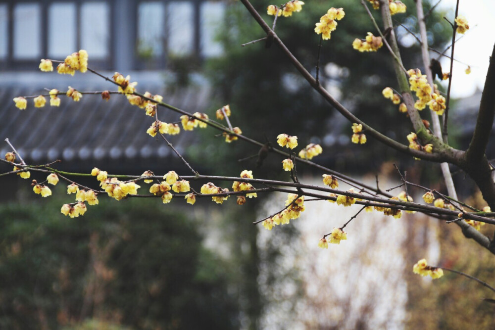 清冽的腊梅花花