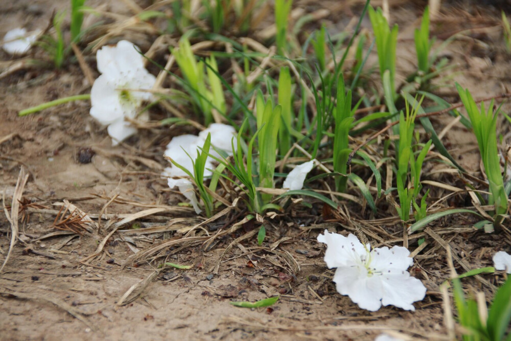 落花飞絮一帘风