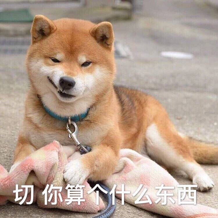 柴犬ryuji