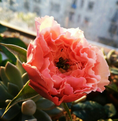 非典型真宙，初花，春花，花园，壁纸