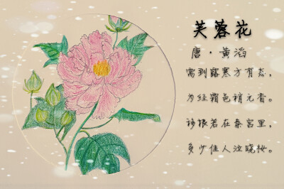 我的彩铅画 芙蓉花（十月芙蓉正上妆）