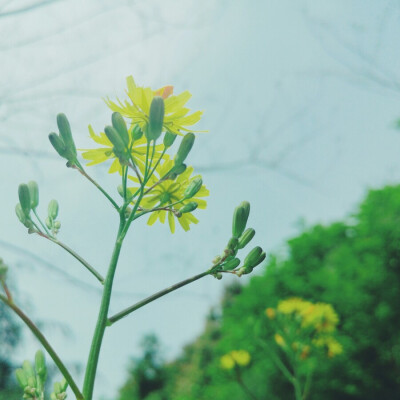 故事的小黄花