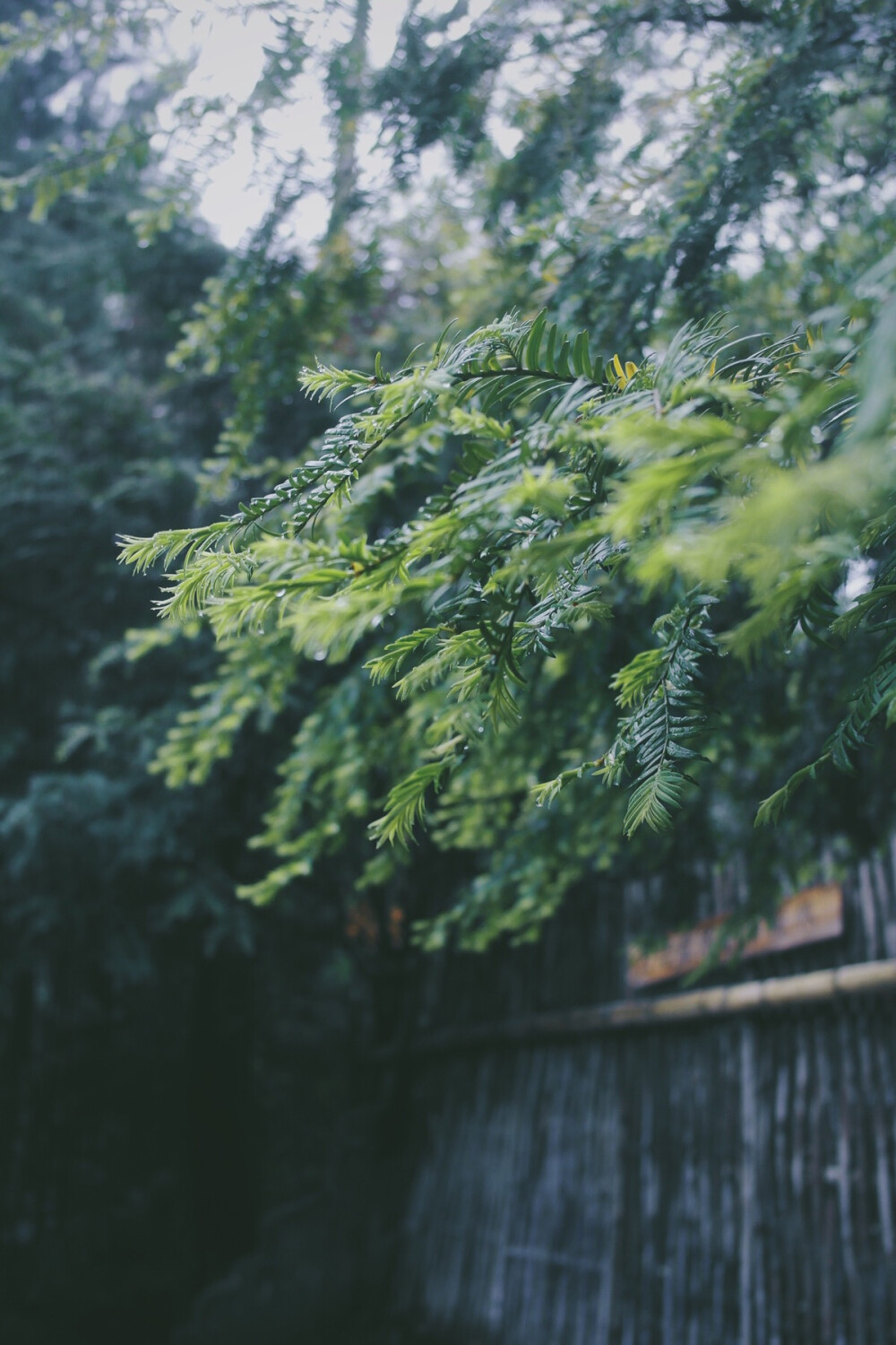 雨后