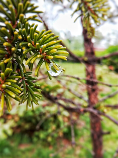 雨