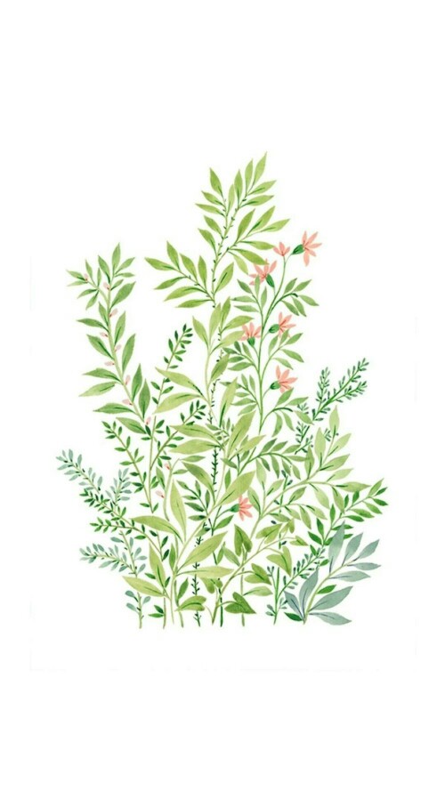 植物插画壁纸