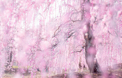 樱花雨